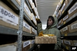 A lab technician stores indigenous seed at the Genetic Resources Research Institute seed bank in Kiambu, Kenya, Nov. 14, 2024.