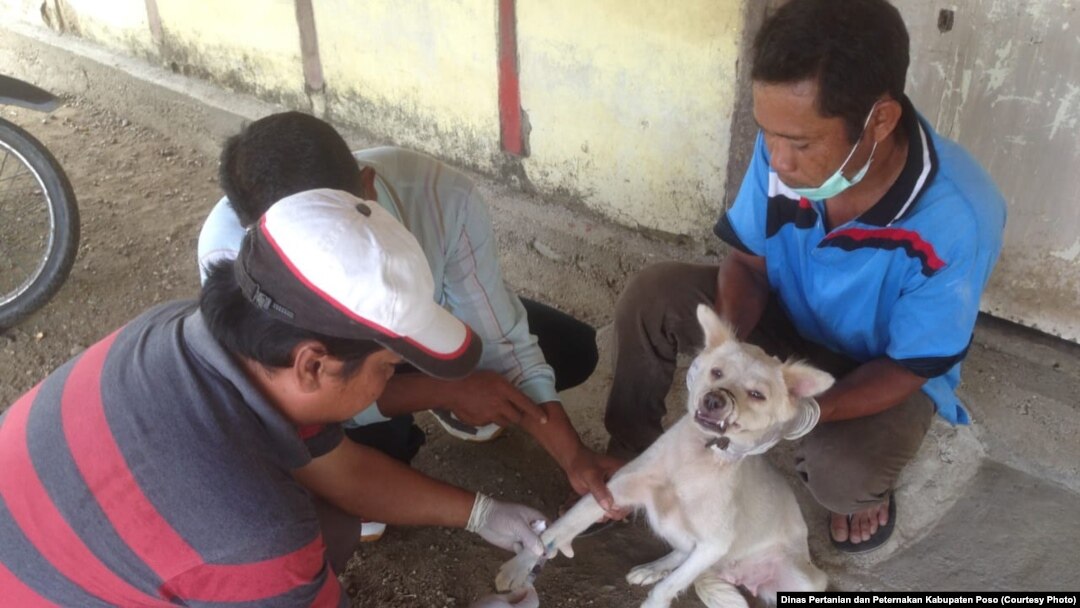 Petugas Kesehatan Hewan Dinas Pertanian dan Peternakan Kabupaten Poso melakukan vaksinasi Anjing di Kecamatan Lage. (Foto : Dinas Pertanian dan Peternakan Kabupaten Poso)