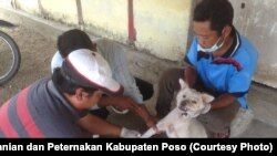 Petugas Kesehatan Hewan Dinas Pertanian dan Peternakan Kabupaten Poso melakukan vaksinasi Anjing di Kecamatan Lage. (Foto : Dinas Pertanian dan Peternakan Kabupaten Poso)