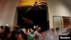 Museum attendees walk by the head of the newly named Patagotitan mayorum, a 122-foot (37.2 meter) titanosaur, at the American Museum of Natural History in New York, Aug. 9, 2017. 