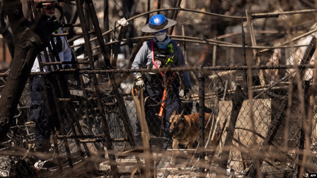 Anggota tim pencarian dan pemulihan, didampingi oleh anjing-anjing pelacak, memeriksa bangunan dan mobil yang hangus setelah Kebakaran Maui di Lahaina, Maui Barat, Hawaii, 17 Agustus 2023. (Foto: AFP)