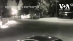 Ведмідь проник в авто спіробітниці офісу шерифа у Каліфорнії. Відео