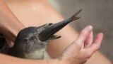 A volunteer for SANCCOB, the Southern African Foundation for the Conservation of Coastal Birds, feeds a baby penguin that was abandoned by its parents on the outskirts of Cape Town, South Africa. During the Christmas time SANCCOB receives hundreds of African penguin chicks abandoned by molting parents.