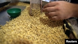 Kacang kedelai di pabrik penyimpanan perusahaan Grobocopatel Hermanos di Carlos Casares, Argentina, 16 April 2018. (REUTERS/Agustin Marcarian/ilustrasi).