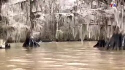 Լուիզիանայի Ֆոս Փոին լճի ափամերձ սառցապատ ծառերը հեքիաթային աշխարհ են հիշեցնում