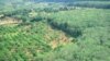 A rubber plantation at Rattanakiri province.