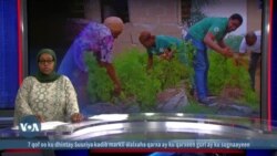 Nigeria oo sare u qaadeysa dhoofinta beeraha