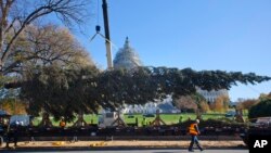 El Árbol de Navidad del Capitolio llegó a Washington el viernes, 20 de noviembre de 2015, desde el Parque Nacional Chugach, en Alaska.