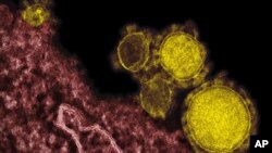 FILE - Rocky Mountain Laboratories shows novel coronavirus particles, also known as the MERS virus, colorized in yellow. 