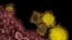 FILE - Rocky Mountain Laboratories shows novel coronavirus particles, also known as the MERS virus, colorized in yellow. 