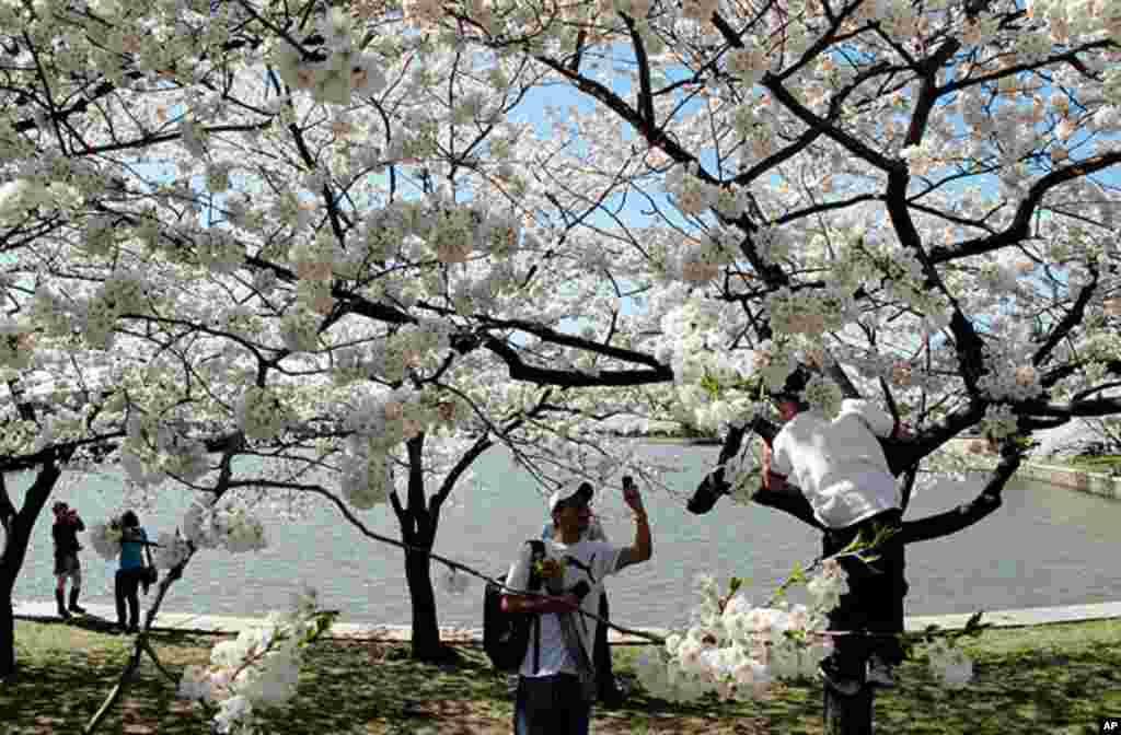 [워싱턴 D.C. 벚꽃 축제] 워싱턴의 봄
