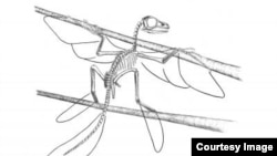 A skeletal reconstruction of Scansoriopteryx with outlines to indicate the extent of the feathers. (Stephen A. Czerkas)