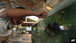 Made Partiana looks at sea urchins in a tank in the LINI center in Les, Bali, Indonesia, April 12, 2021.