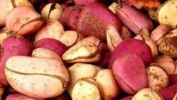 Mali: Djekoulou do siguira ko "Donko ani Maaya"