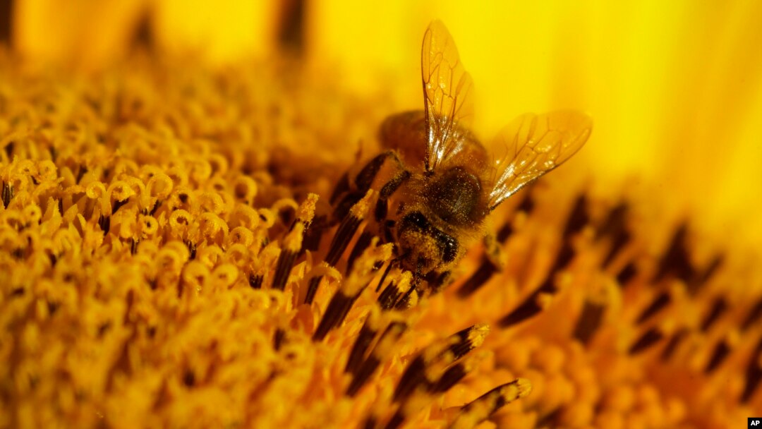 Según la FAO, el declive mundial en las poblaciones de abejas supone una seria amenaza para una gran variedad de plantas críticas para el bienestar humano y los medios de vida.