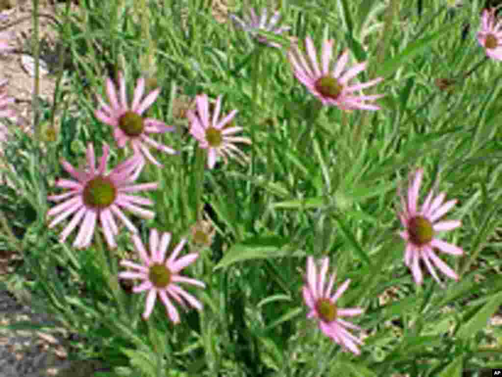 The Tennessee coneflower exists naturally in locations around Nashville, Tennessee. (US Botanic Garden)