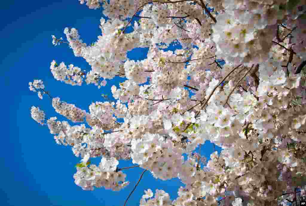 Cherry blossoms at the Tidal Basin in Washington, March 20, 2012. (Lance Cheung/USDA)