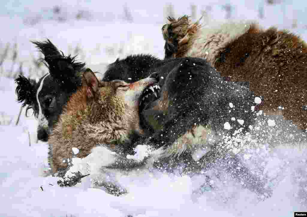 A wolf bites a wolfhound as he is attacked by dogs during a hunting contest outside Almaty, Kazakhstan, Dec. 21, 2019.