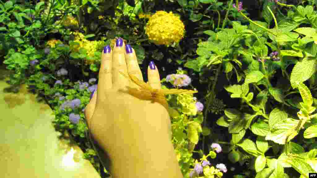 Amerikan Doğa Tarihi Müzesi: Kelebekler