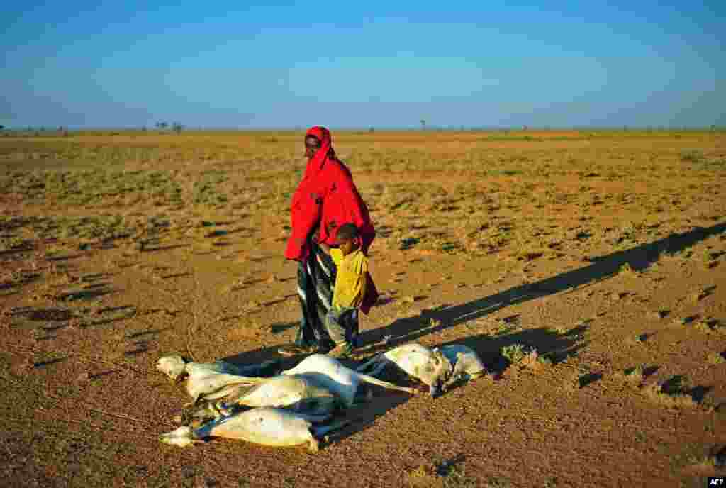 A woman and a boy walk past a flock of dead goats in a dry land close to Dhahar in Puntland, northeastern Somalia.
