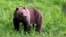 FILE - This July 6, 2011, file photo shows a grizzly bear roaming near Beaver Lake in Yellowstone National Park, Wyoming. 