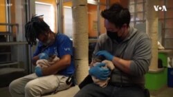 美国的首都华盛顿成为首个统计猫的城市