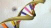 Scientists: Gene Editing Should Stay in Laboratories 