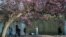 Bystanders walk past a blooming magnolia tree on the banks of the Ill river, in central Strasbourg, eastern France.