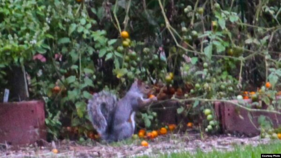 Seekor tupai sedang menyantap buah di kebun Gedung Putih (Via @<a href="https://twitter.com/ObamaFoodorama/status/390174493768810496/photo/1">ObamaFoodorama</a>)