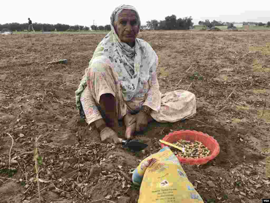 زبیدہ بھی بچ جانے والی مونگ پھلی کے دانیں چنتی ہیں۔ ان کا کہنا ہے کہ روزانہ تین سے چار کلو دانے جمع ہو جاتے ہیں جو 100 روپے فی کلو فروخت ہوتے ہیں