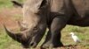 Conservationists Return Endangered Black Rhinos to Central Kenya 