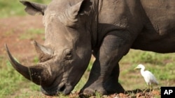 FILE — A black rhino, on the Red List of Threatened Species according to IUCN, eats grass at Nairobi National Park, on the outskirts of Nairobi, Kenya, on January 31, 2024.