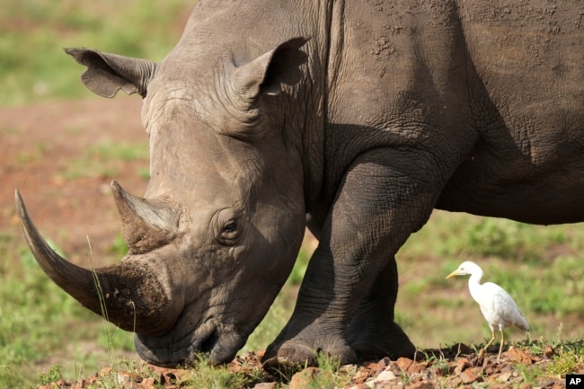 FILE- A black rhino, on the Red List of Threatened Species according to IUCN (International Union for Conservation of Nature), eats grass at Nairobi National Park, on the outskirts of Nairobi, Kenya, on Jan. 31, 2024. (AP Photo/Brian Inganga, File)