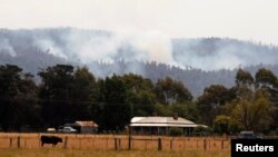 FILE - A cow grazes at a farm close to smoke rising from a bushfire near Toongabbie, Victoria state, Australia, Jan. 24, 2013.