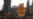 Activists Land Funds to Fly 'Trump Baby' Blimp in US