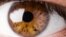 ¿Qué tan rápido es el ojo humano comparado con el de los insectos?