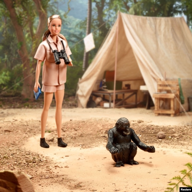 Primatologist Jane Goodall Barbie doll and David Greybeard Chimpanzee along with the accessory products, in Los Angeles, U.S., April 2022.