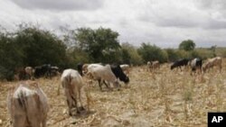 Faarax Macalim oo ka Hadlay Abaaraha Waqooyi Bari Kenya