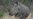 Wildlife Conservationists Get Serious With Poachers