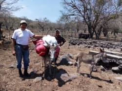 Salvador Castillo, miembro de la Unión de Productores Agropecuarios de Nicaragua (UPANIC).