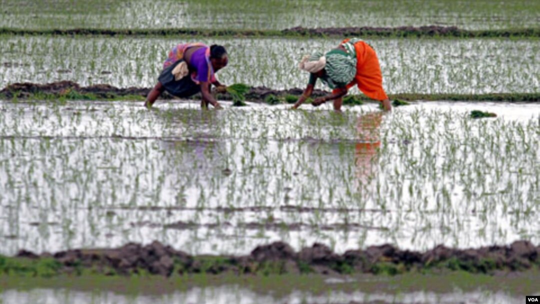 Para petani di Gujarat, India (foto: dok). Peradaban India mengalami perubahan sesuai dengan perubahan Iklim.