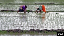 Para petani di Gujarat, India (foto: dok). Peradaban India mengalami perubahan sesuai dengan perubahan Iklim.