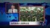 时事看台：为何维族人选择出走