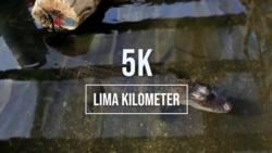 5K (Lima Kilometer): Taman Buaya Colorado