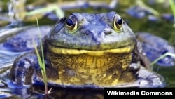 Binatang amfibi, sejenis katak yang disebut 'American Bullfrog' (Lithobates catesbeianus) ini populasinya terus menurun sejak tahun 1960-an.