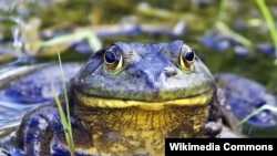 Amphibians like this American Bullfrog have been on a decline since the 1960s. 