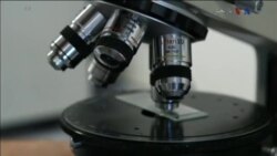 اخبار شامگاهی