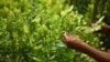 Colombia, FARC to Wage Joint Fight Against Coca Cultivation