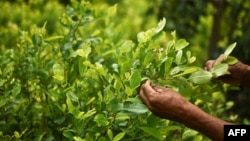FILE - A coca grower, works in his coca field in a rural area of Policarpa, department of Narino, Colombia, Jan. 15, 2017. 