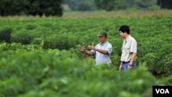 Cultivar más es la solución contra el aumento en los precios y los cambios climáticos.